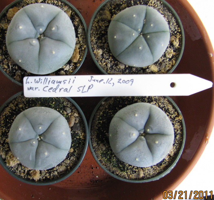 Lophophora Williamsii var. Cedral